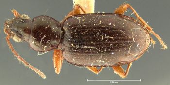 Media type: image;   Entomology 16289 Aspect: habitus dorsal view